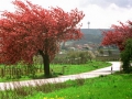 WEISENHEIMB01