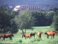 ALTLEININGEN04_2
