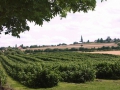 WATTENHEIM01_2