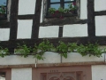 WACHENHEIMA20